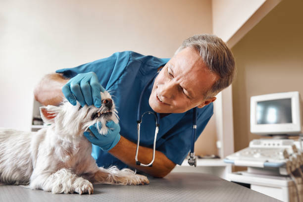 Best Dental Emergency Near Me  in West Monroe, MI